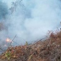 timana incendio